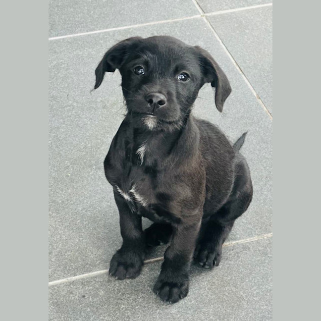 Photo of Sparky