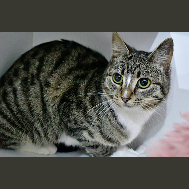 Photo of Meringue