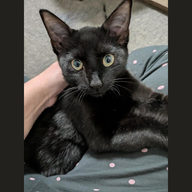 Photo of Morpheus