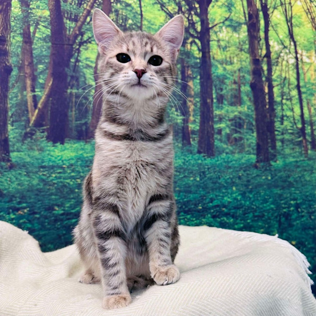 Photo of Hummingbird   Located In Endevour Hills