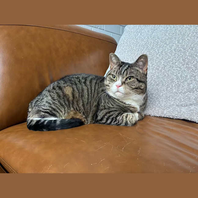 Photo of Izzy