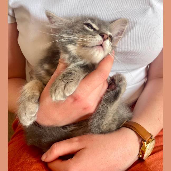 Photo of Marshmallow