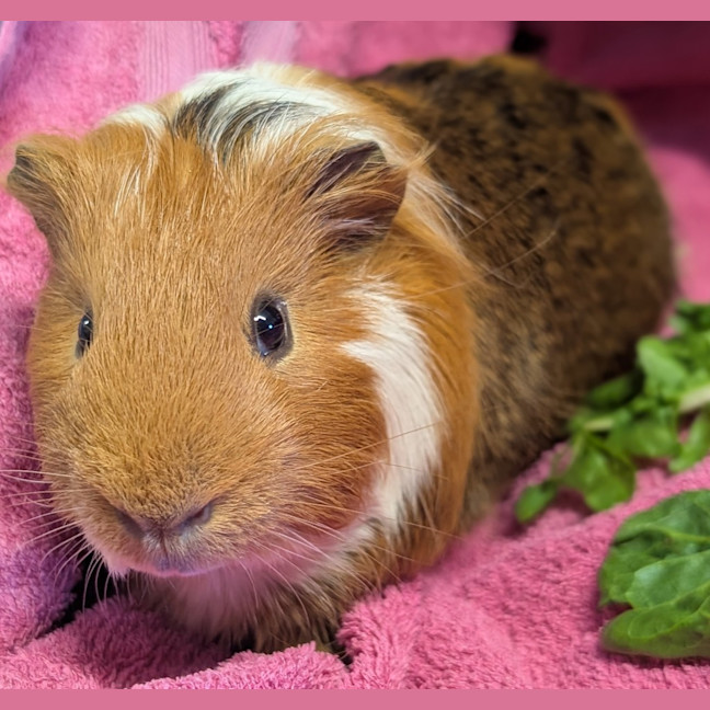 Photo of Brownie