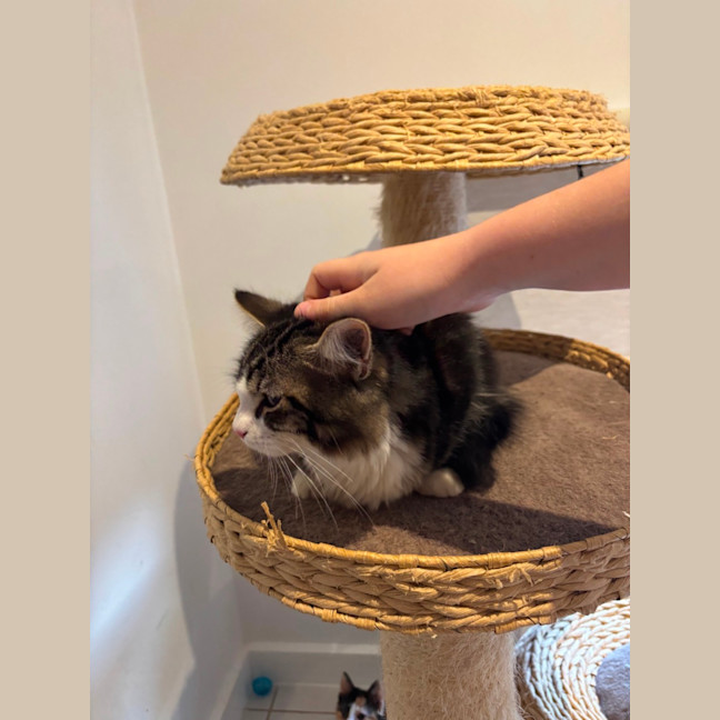 Photo of Gizmo Meet Me@Petstock Hastings Store