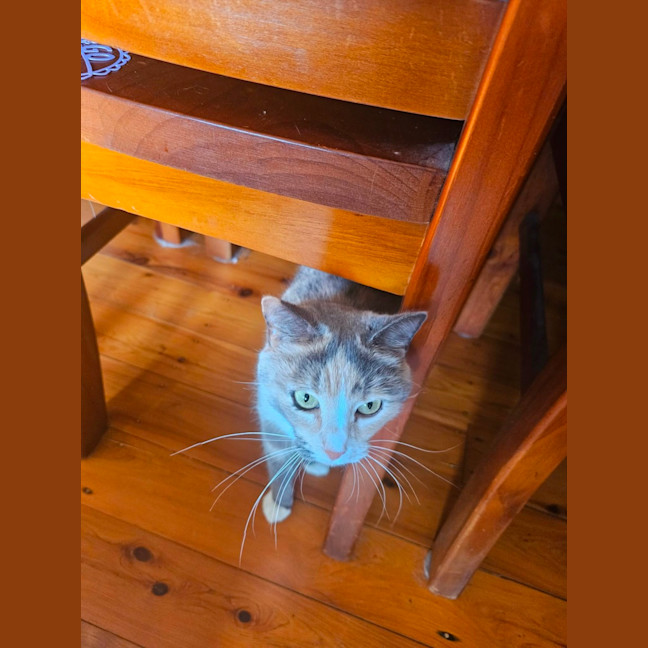 Photo of Charlie 