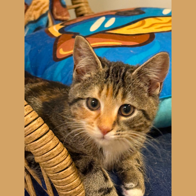 Photo of Cleo