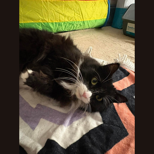 Photo of Inky