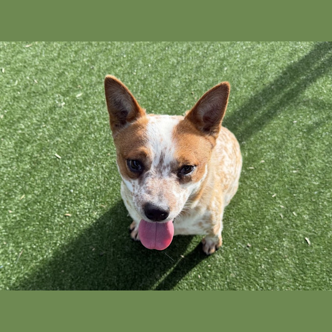 Photo of Millie Imp 1335