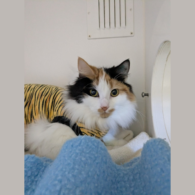 Photo of 🎀Brigita 6395 🎀