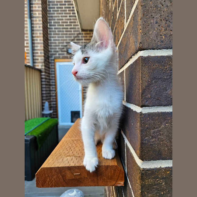 Photo of Pip