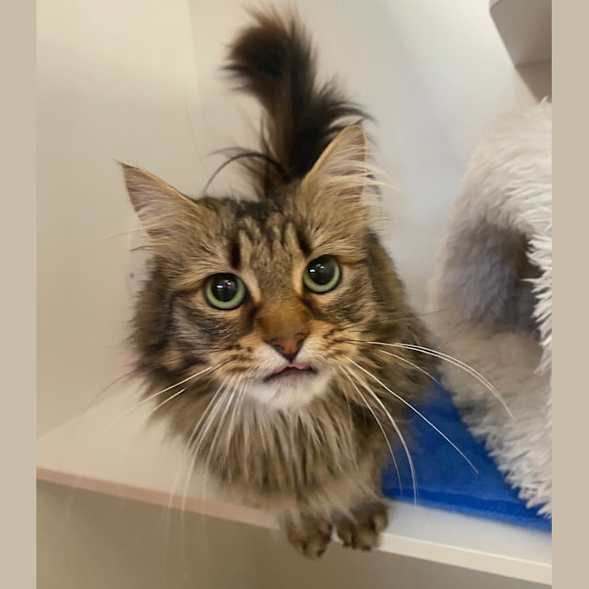 Photo of Nala
