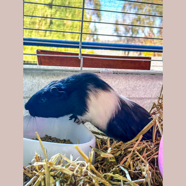 Photo of Sadie