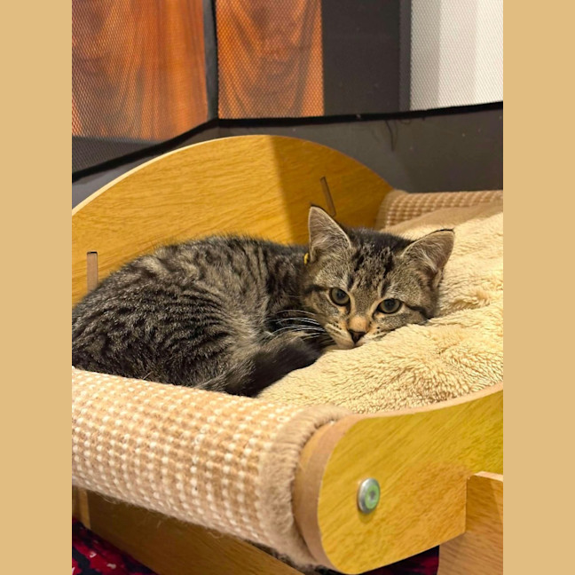 Photo of Otis