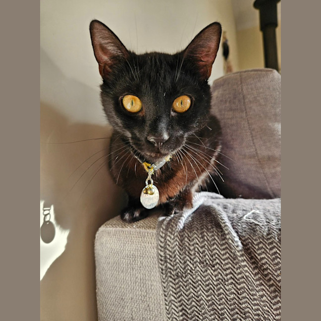 Photo of Perdie