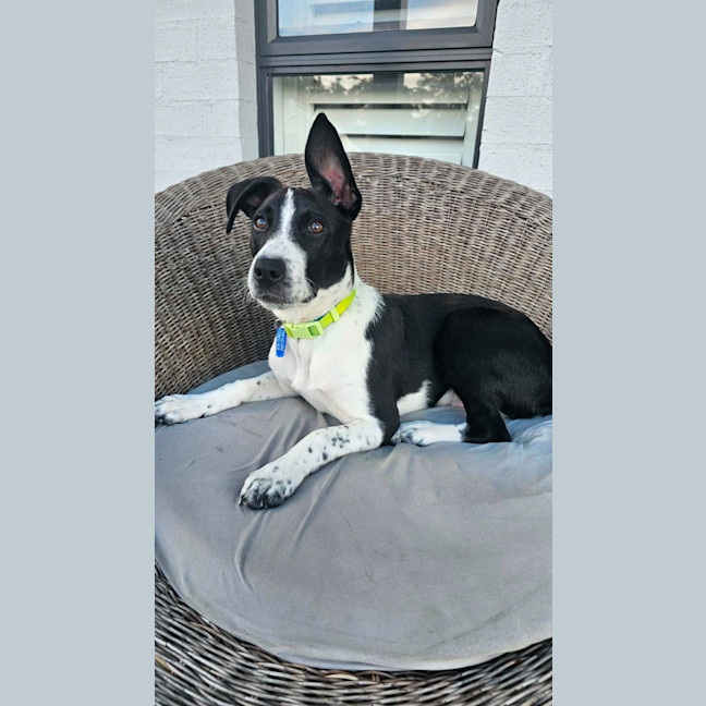 Photo of Stumpy   5 Month Old Cattle Dog X