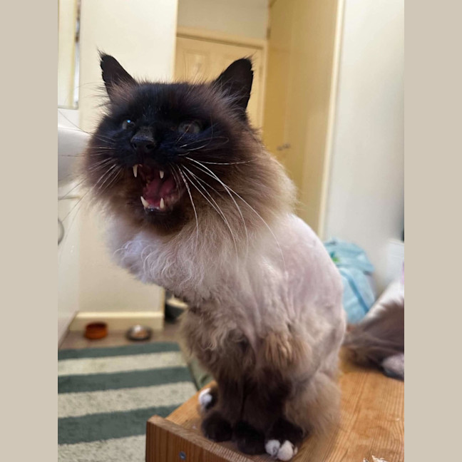 Photo of Jinx