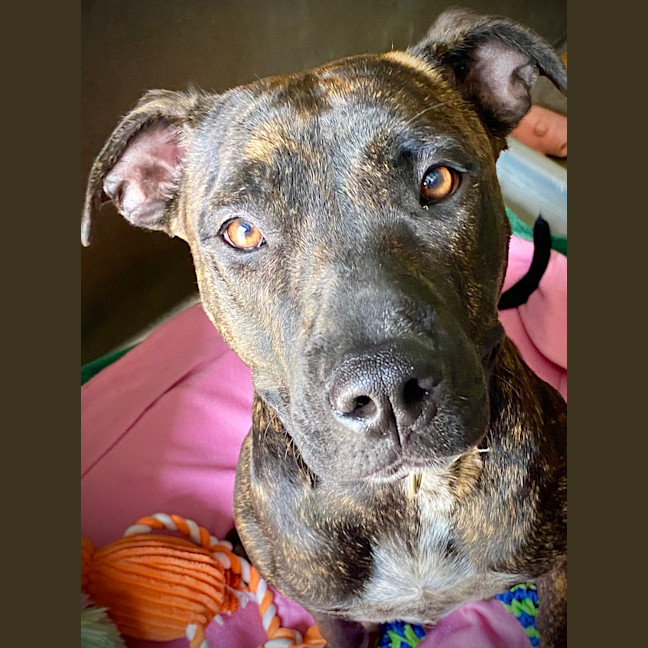 Photo of Tilly Love Bug