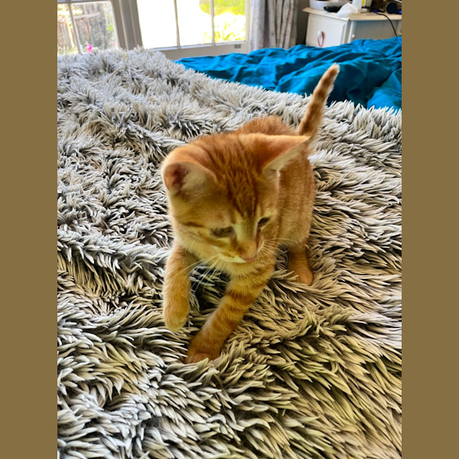 Photo of Benjamin Puddin *9 Lives Project Rescue*