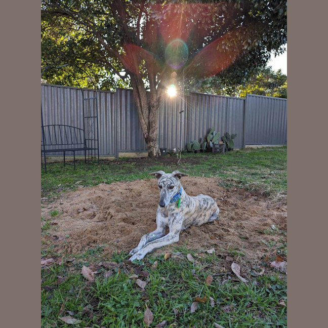 Photo of Luna, The 2 Year Old Greyhound