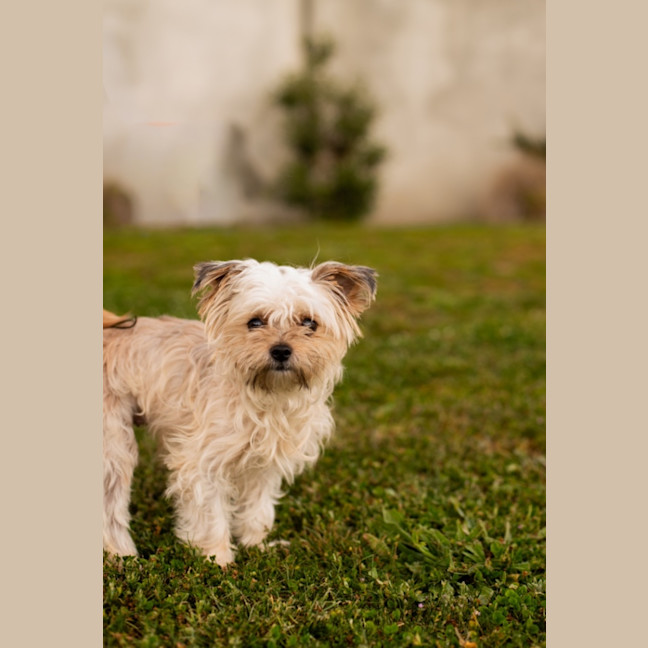 Photo of Ruby