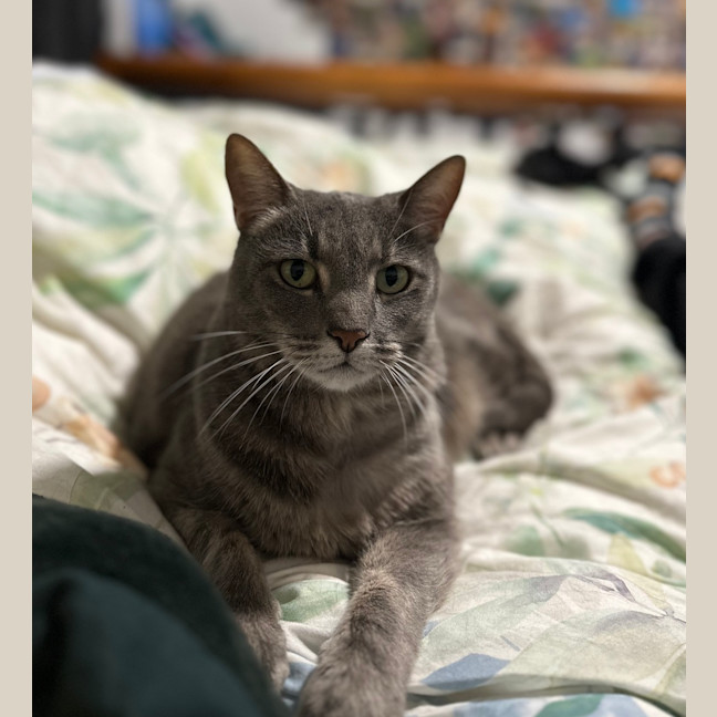 Photo of Donut