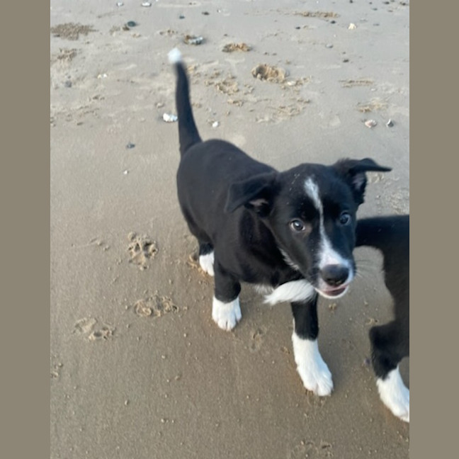 Photo of Koa