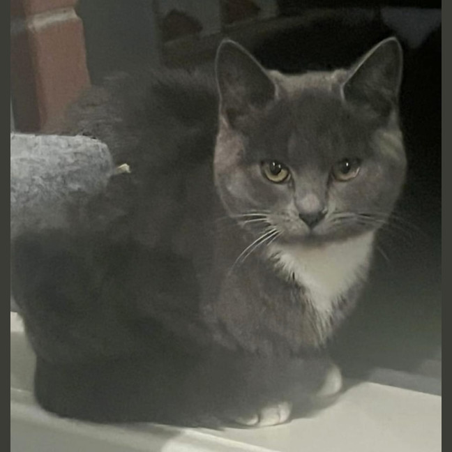 Photo of Smokey