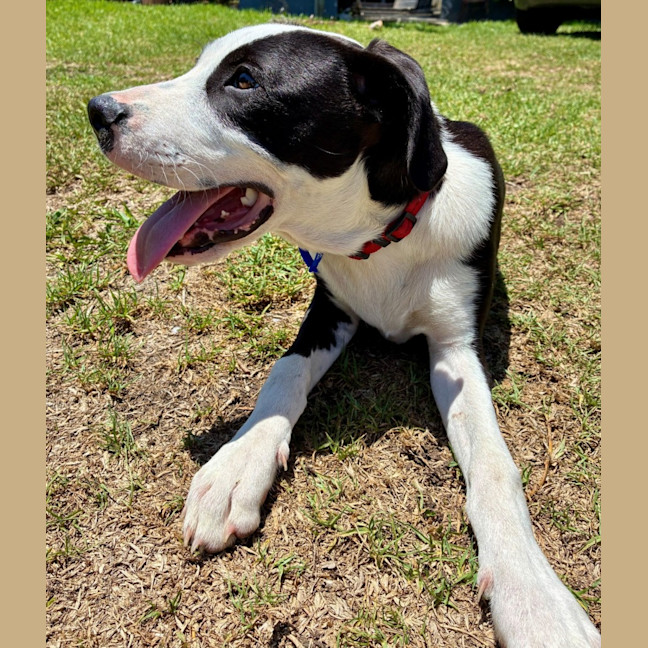 Photo of Bill   5 Month Old Mixed Breed