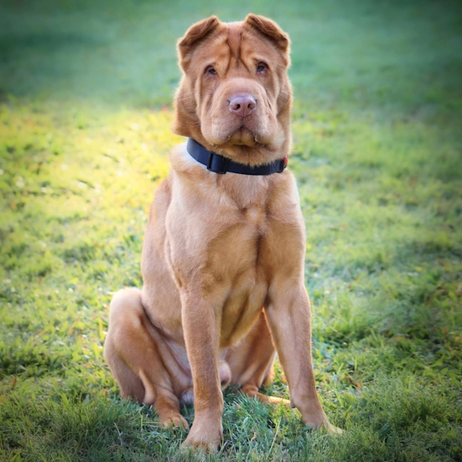 Photo of Symba