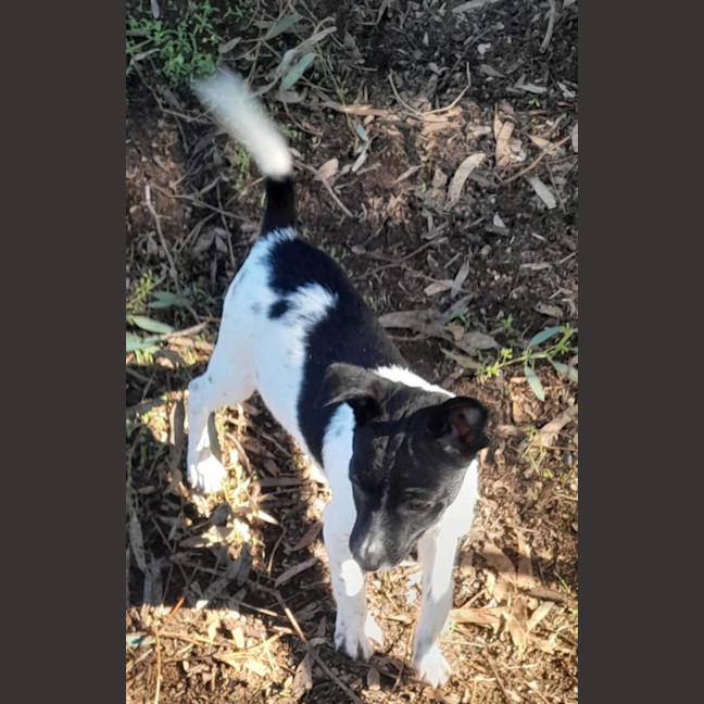 Photo of Scooter
