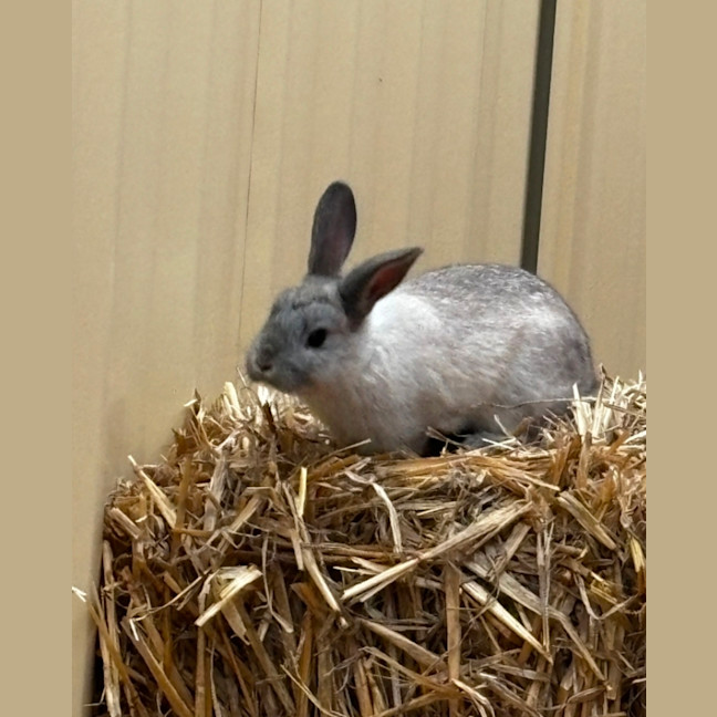 Photo of Jasmine And Josie