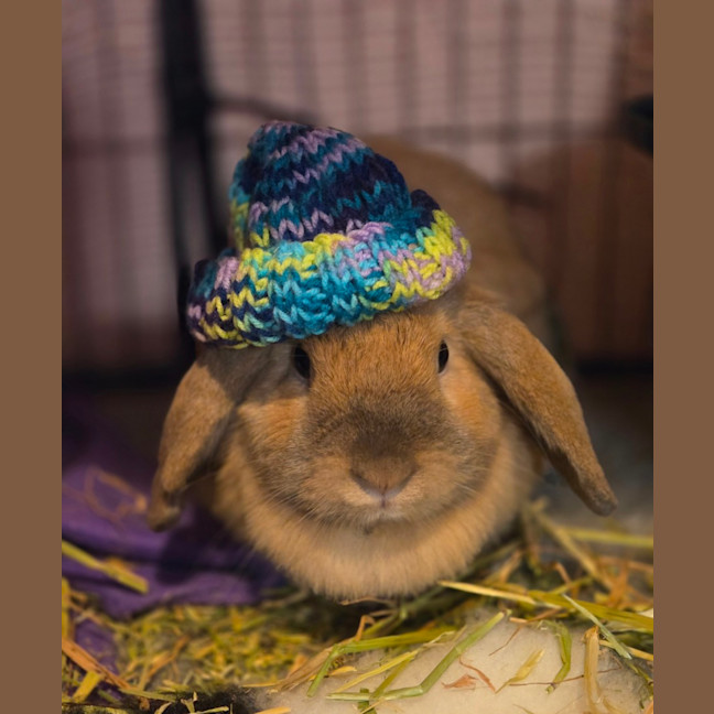 Photo of Bunbuns