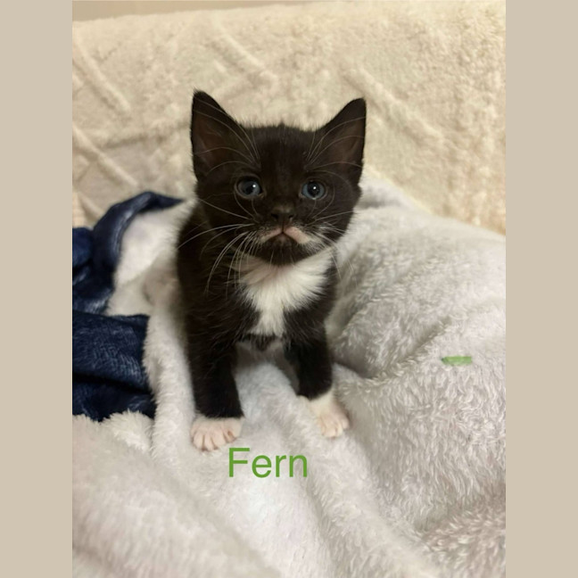 Photo of Fern