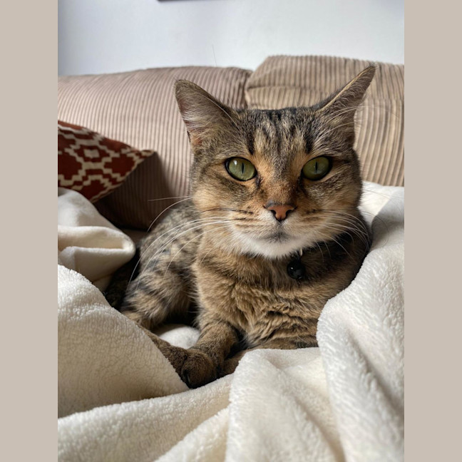 Photo of Tora