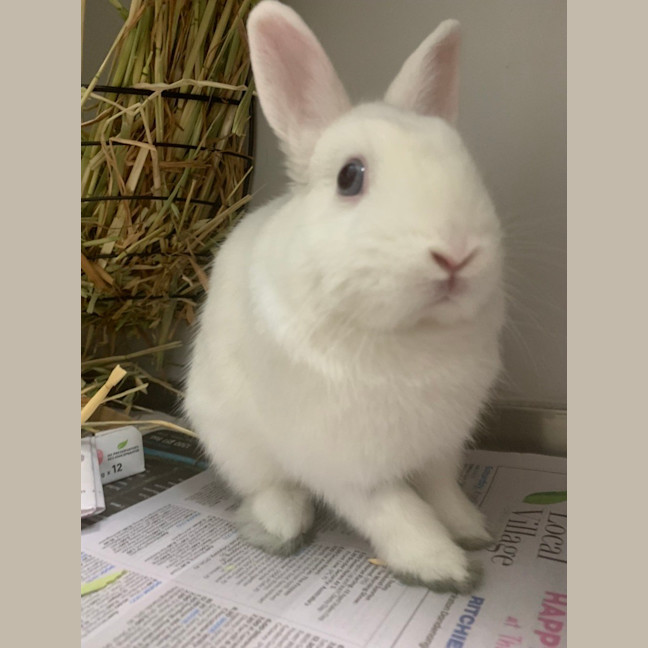 Photo of Gumdrop