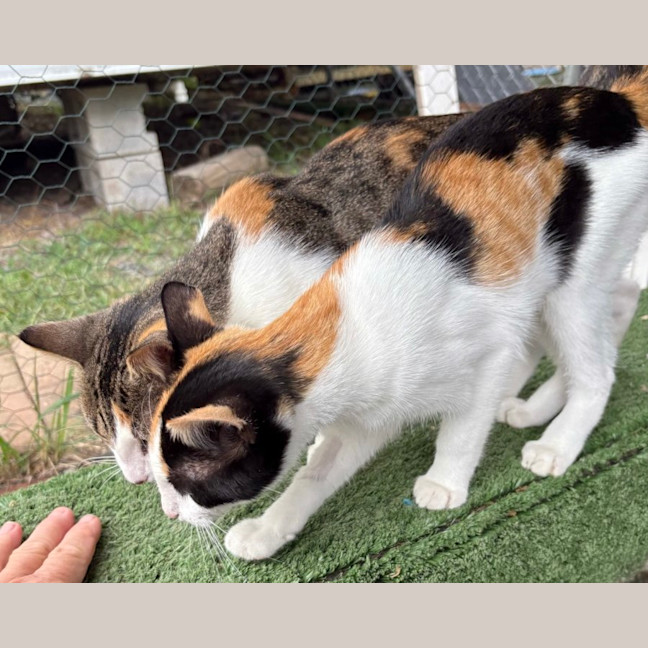 Photo of Cashew (And Kitkat)