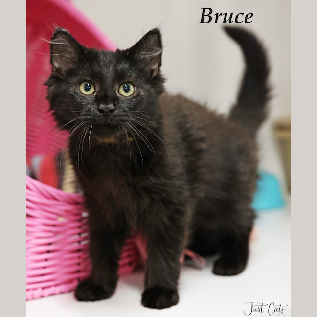 Photo of Bruce