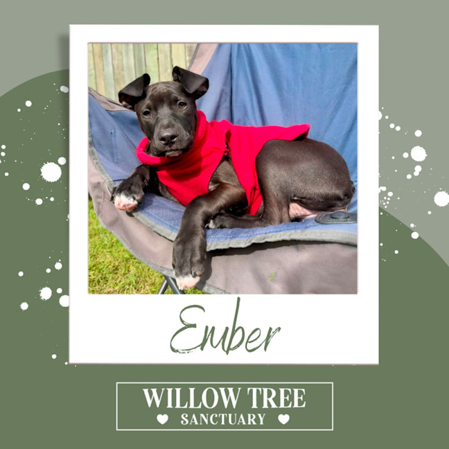 Photo of Ember