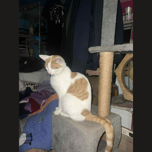 Photo of Jinge