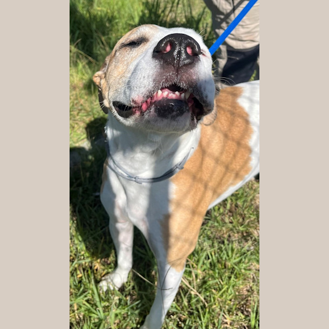 Photo of Piper (6999)