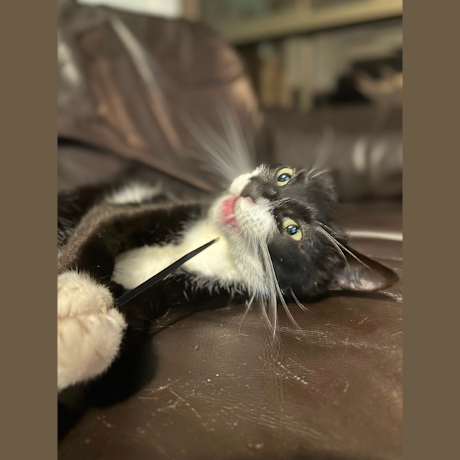 Photo of Daisy 