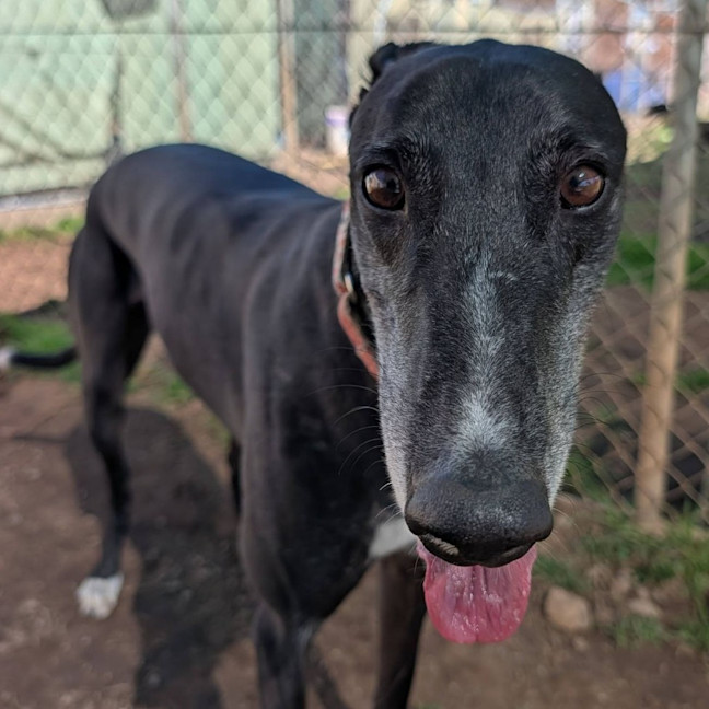 Photo of Snippy The Greyhound