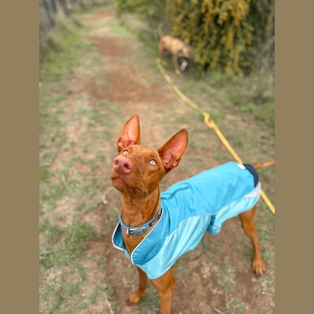 Photo of Buddy