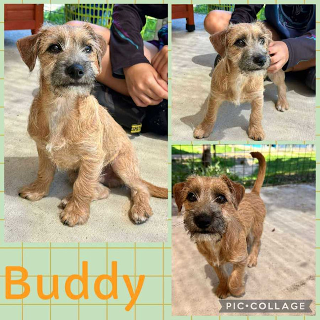 Photo of Buddy
