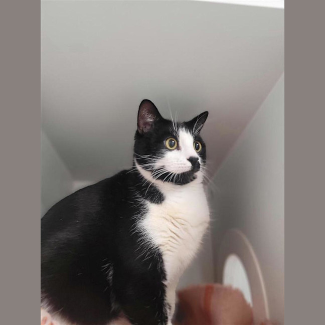 Photo of Pickles