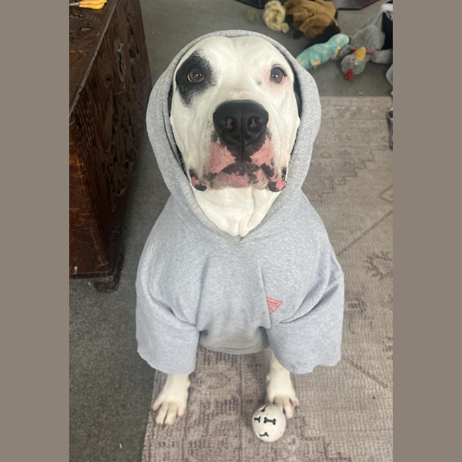 Photo of Bruno   2 Year Old Great Dane X Bull Arab