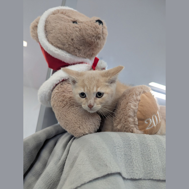 Photo of Sundae