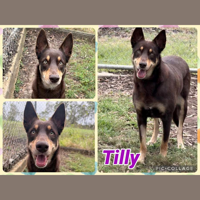 Photo of Tilly 