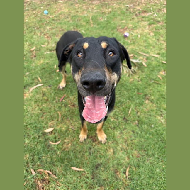 Photo of Duke