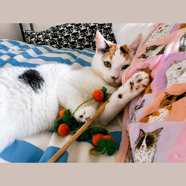 Photo of Sigrid